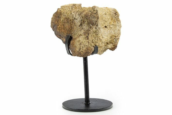 Fossil Hadrosaur Vertebra Section w/ Metal Stand - South Dakota #339920